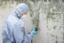 Best Mold Damage Restoration  in Trempealeau, WI